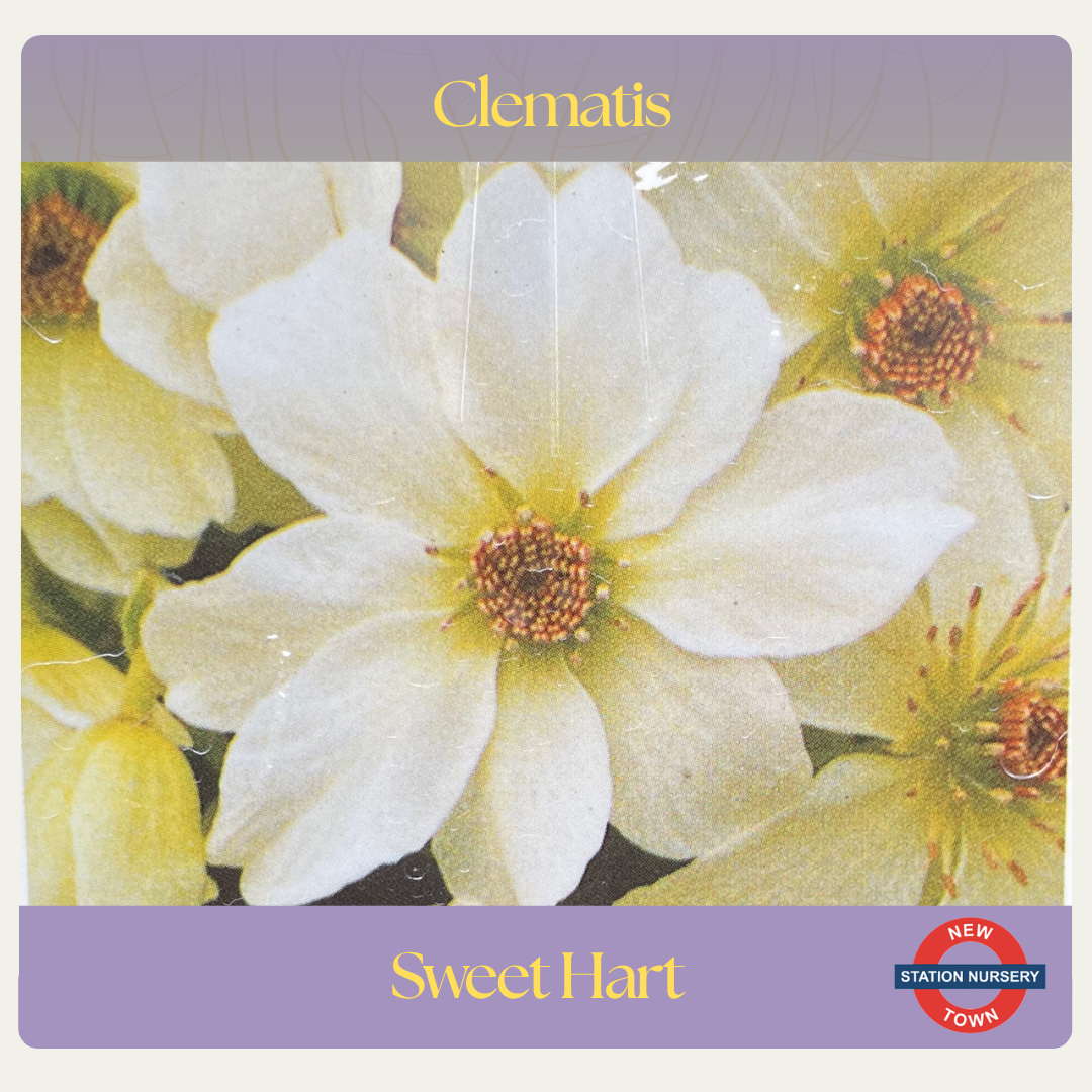 Clematis cartmanii — Sweet Hart