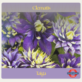 Clematis florida — Taiga