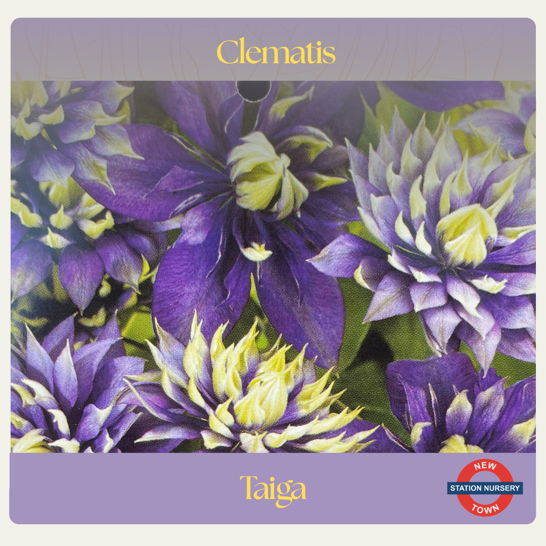 Clematis florida — Taiga