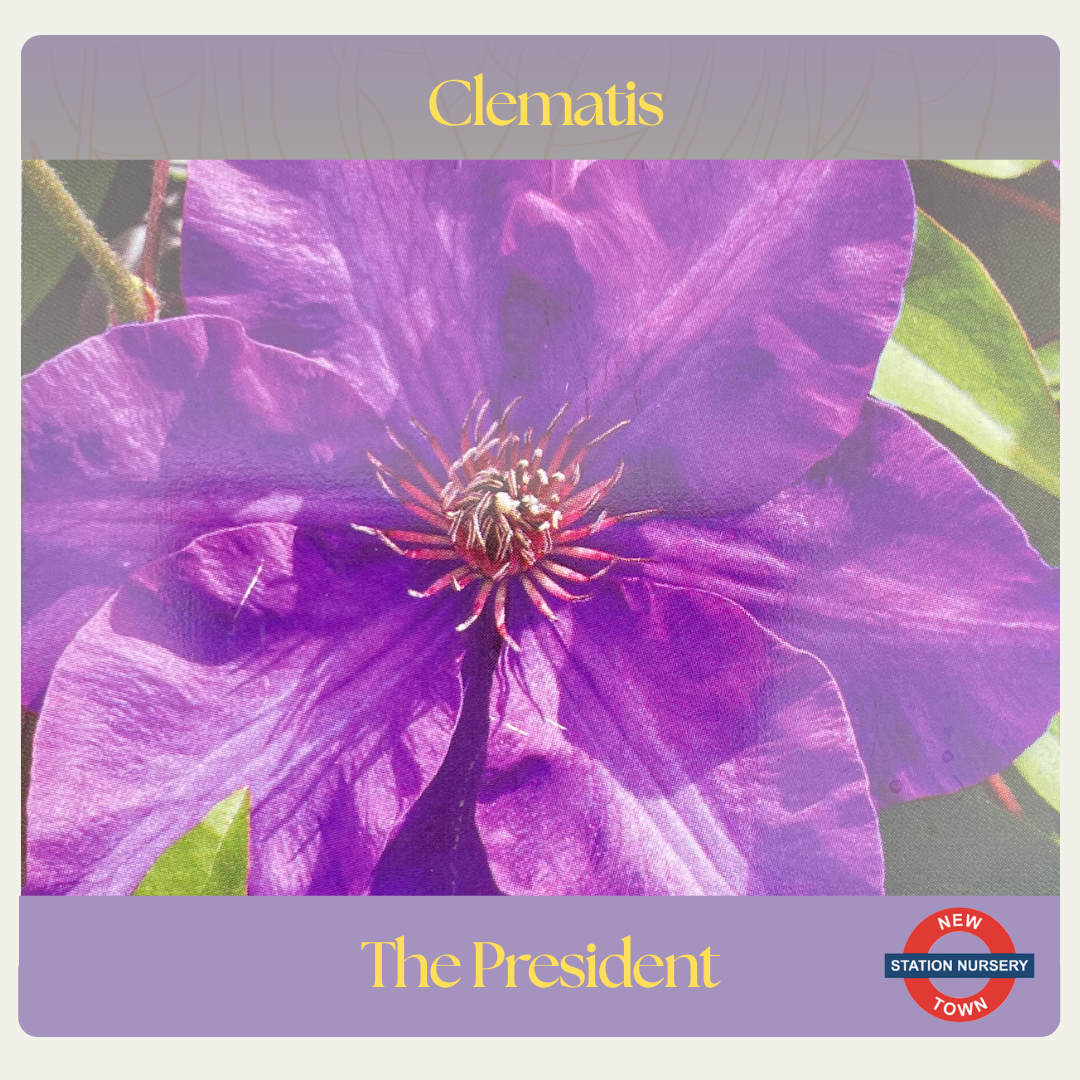 Clematis — The President