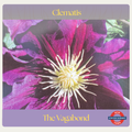 Clematis — The Vagabond