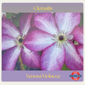 Clematis viticella — Venosa Violacea