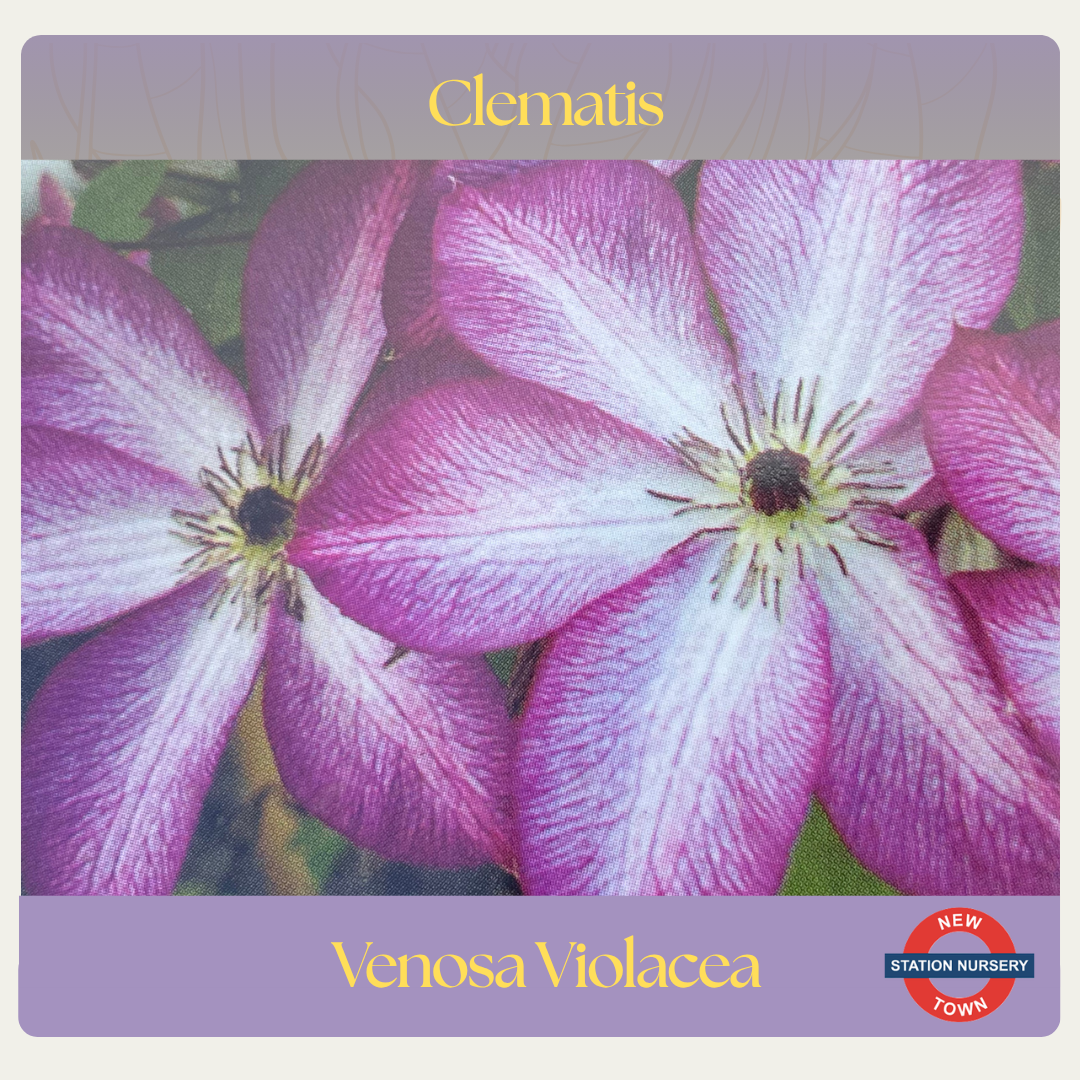 Clematis viticella — Venosa Violacea