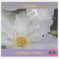 Clematis — Veronica's Choice