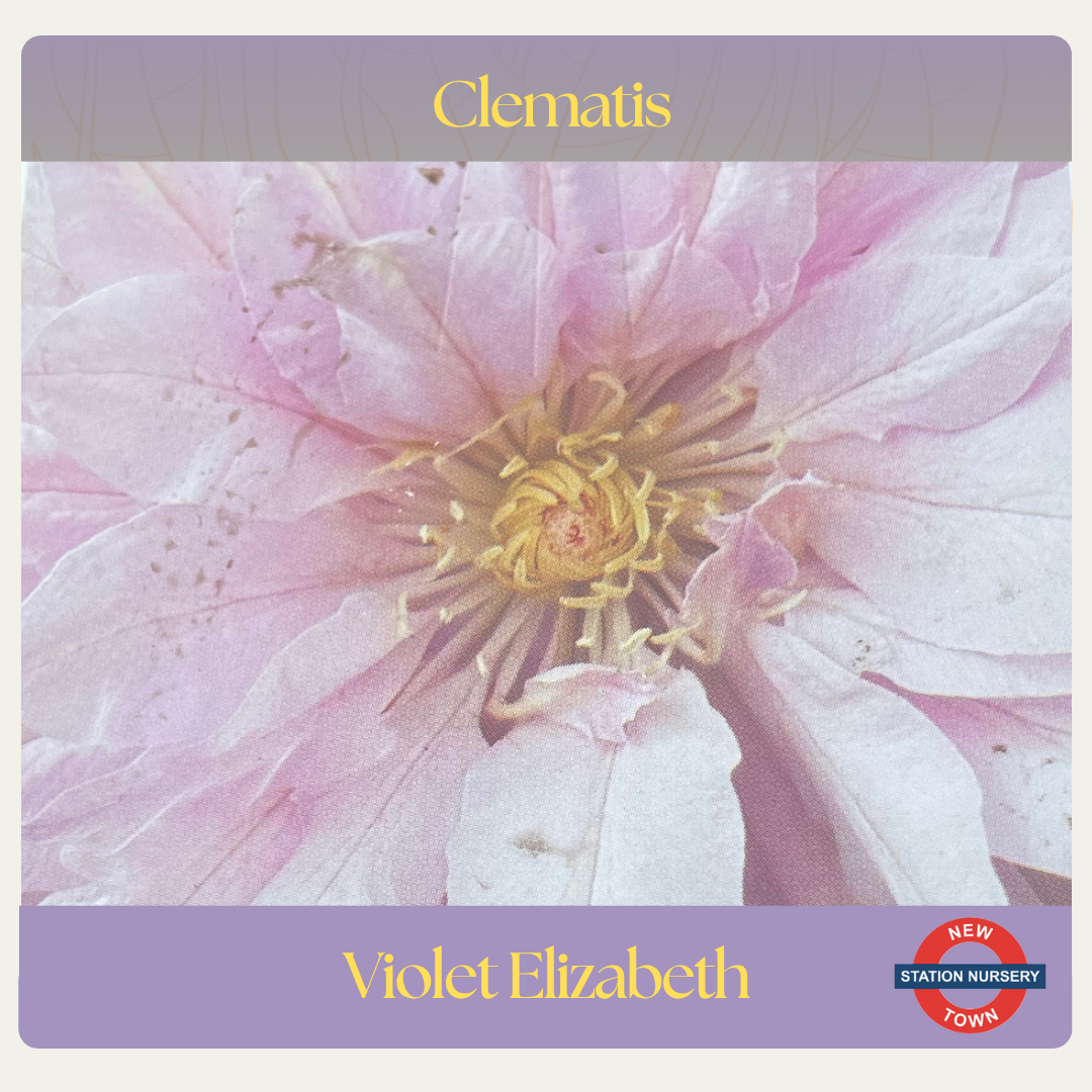 Clematis — Violet Elizabeth