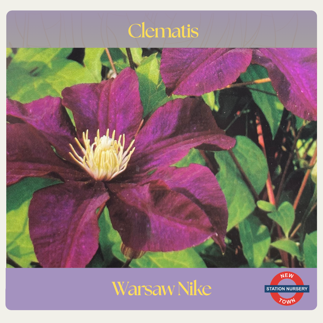 Clematis — Warsaw Nike
