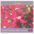 Clematis — Madam Julia Correvon