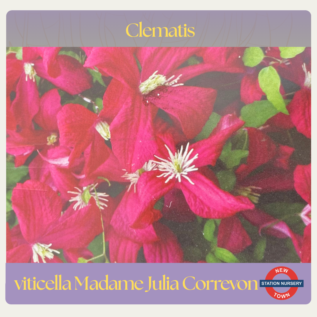 Clematis — Madam Julia Correvon