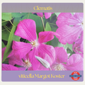 Clematis — Margot Koster