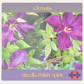 Clematis viticella — Polish Spirit