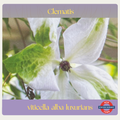 Clematis viticella — Alba Luxurians