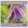 Clematis macropetala — Pauline