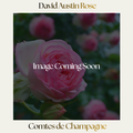 David Austin — Comtes De Champagne