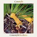 Conotylis bealiana