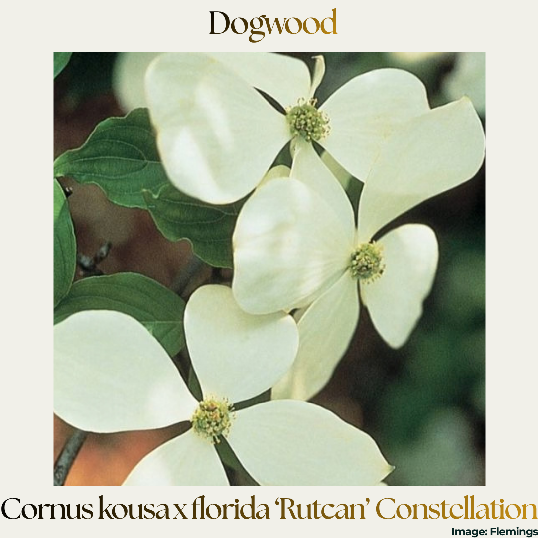 Dogwood — Cornus x kousa ‘Constellation'