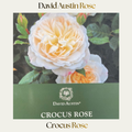 David Austin — Crocus Rose