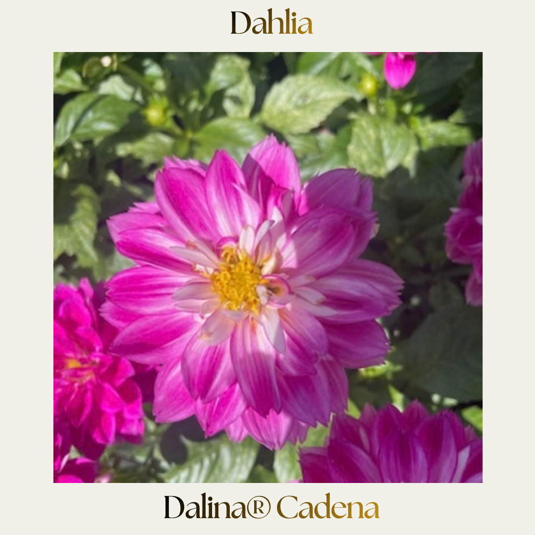 Dahlia — Dalina® Assorted Colours