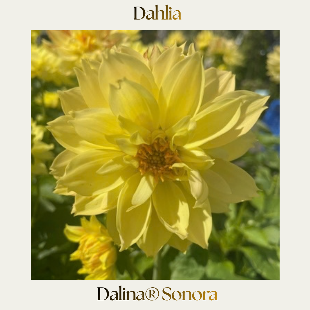 Dahlia — Dalina® Assorted Colours