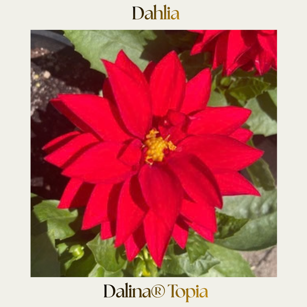 Dahlia — Dalina® Assorted Colours