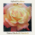 Hybrid Tea — Dame Elisabeth Murdoch