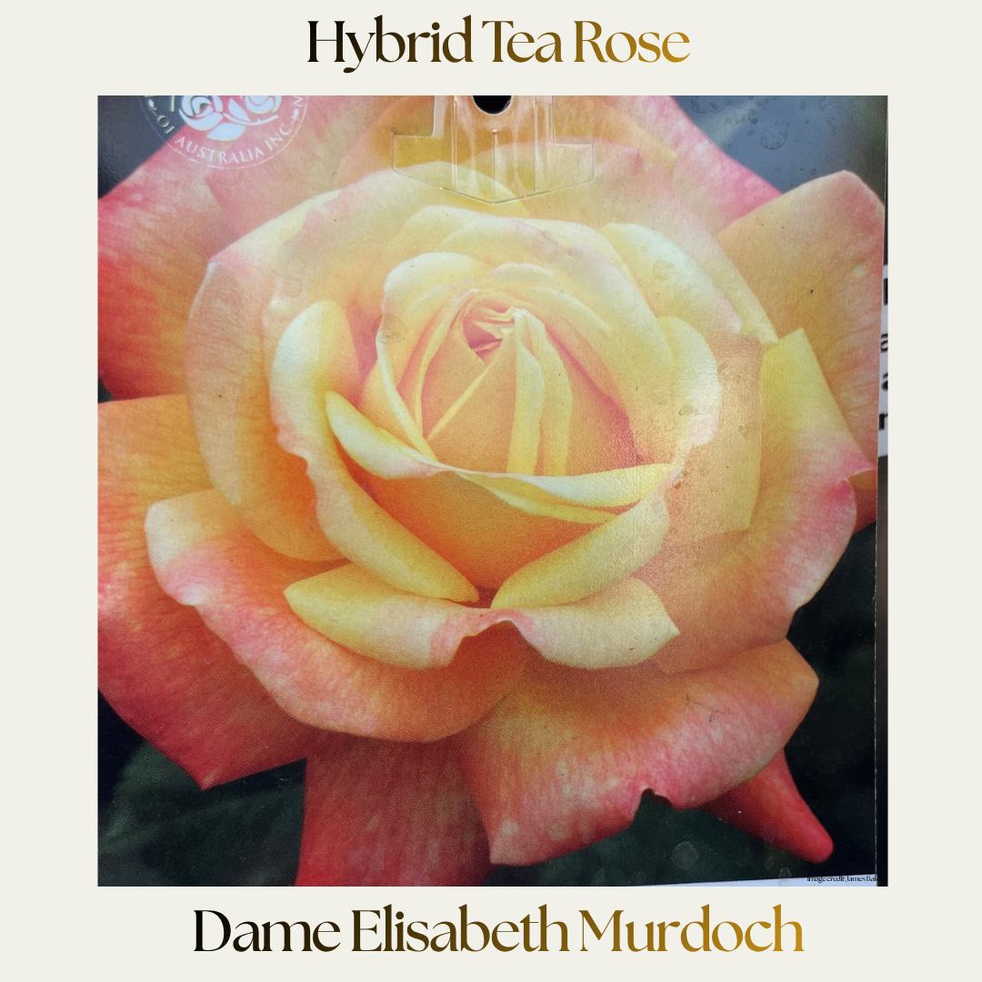 Hybrid Tea — Dame Elisabeth Murdoch