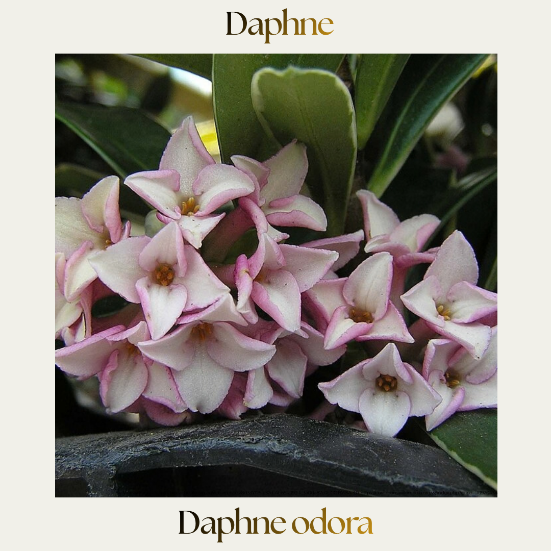 Daphne — Daphne odora