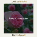 David Austin — Darcey Bussell