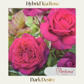 Hybrid Tea — Dark Desire