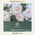 David Austin — Desdemona