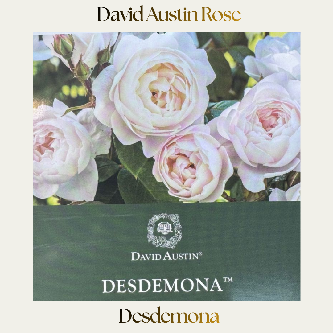 David Austin — Desdemona