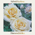 Hybrid Tea — Diamond Jubilee