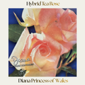 Hybrid Tea — Diana Princess Of Wales