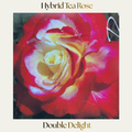 Hybrid Tea — Double Delight