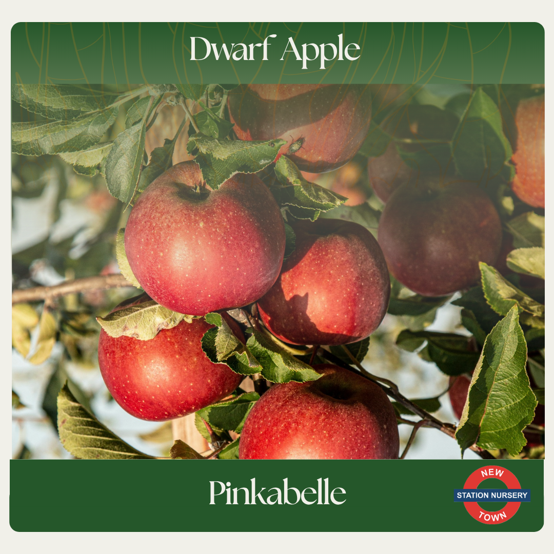 Dwarf Apple — Pinkabelle