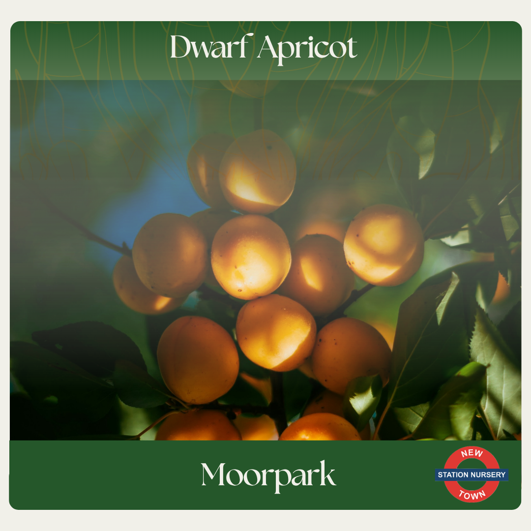 Dwarf Apricot — Moorpark