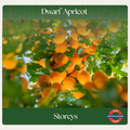 Dwarf Apricot — Storeys