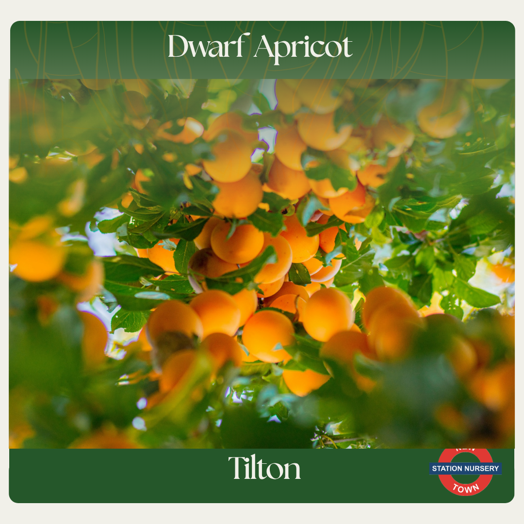Dwarf Apricot — Tilton