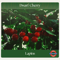 Dwarf Cherry — Lapins