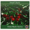 Dwarf Cherry — Trixzie Black Cherree