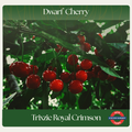 Dwarf Cherry — Trixzie Royal Crimson