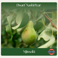 Dwarf Nashi Pear — Nijisseiki