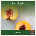 Dwarf Peach — Anzac