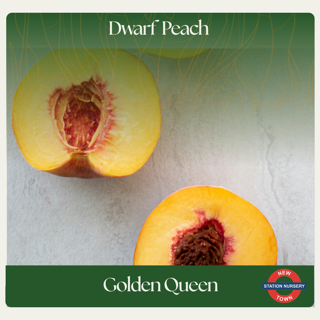 Dwarf Peach — Golden Queen