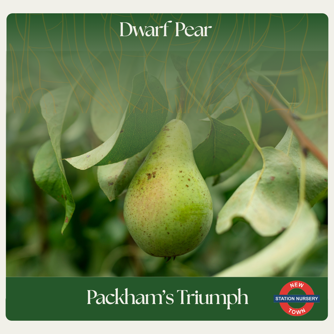 Dwarf Pear — Packham's Triumph