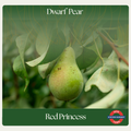 Dwarf Pear — Red Princess