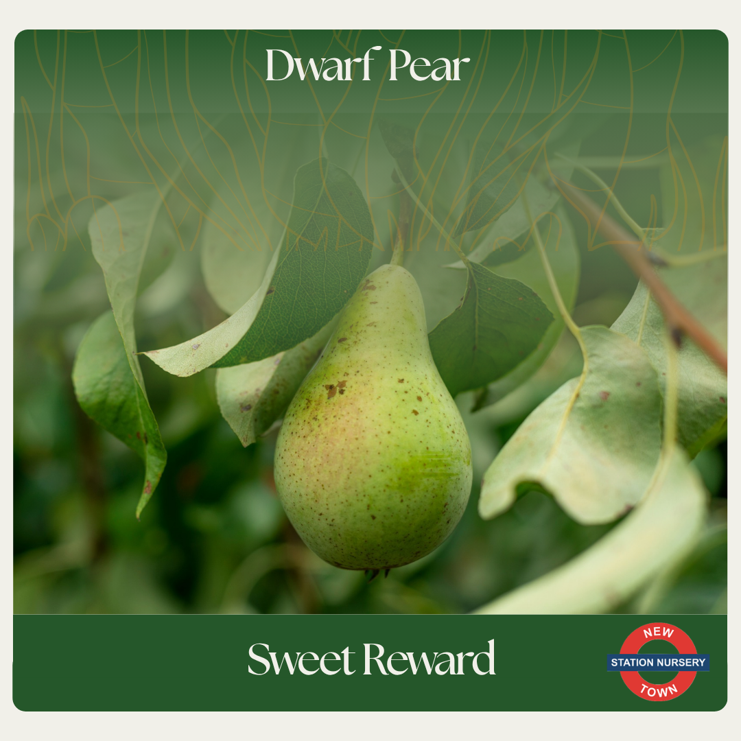 Dwarf Pear — Sweet Reward