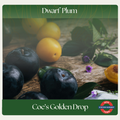 Dwarf Plum — Coe's Golden Drop