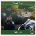 Dwarf Plum — Satsuma