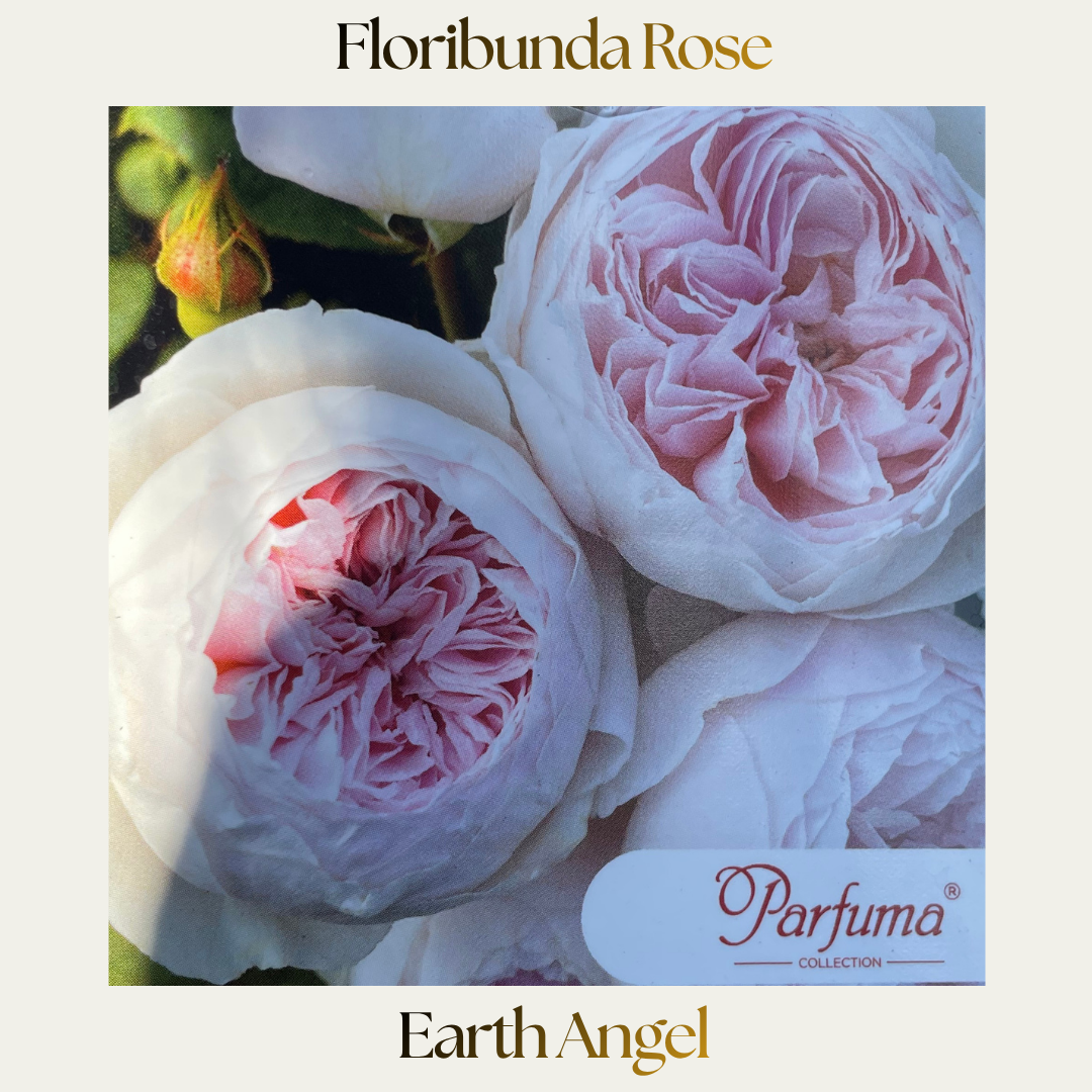 Floribunda — Earth Angel