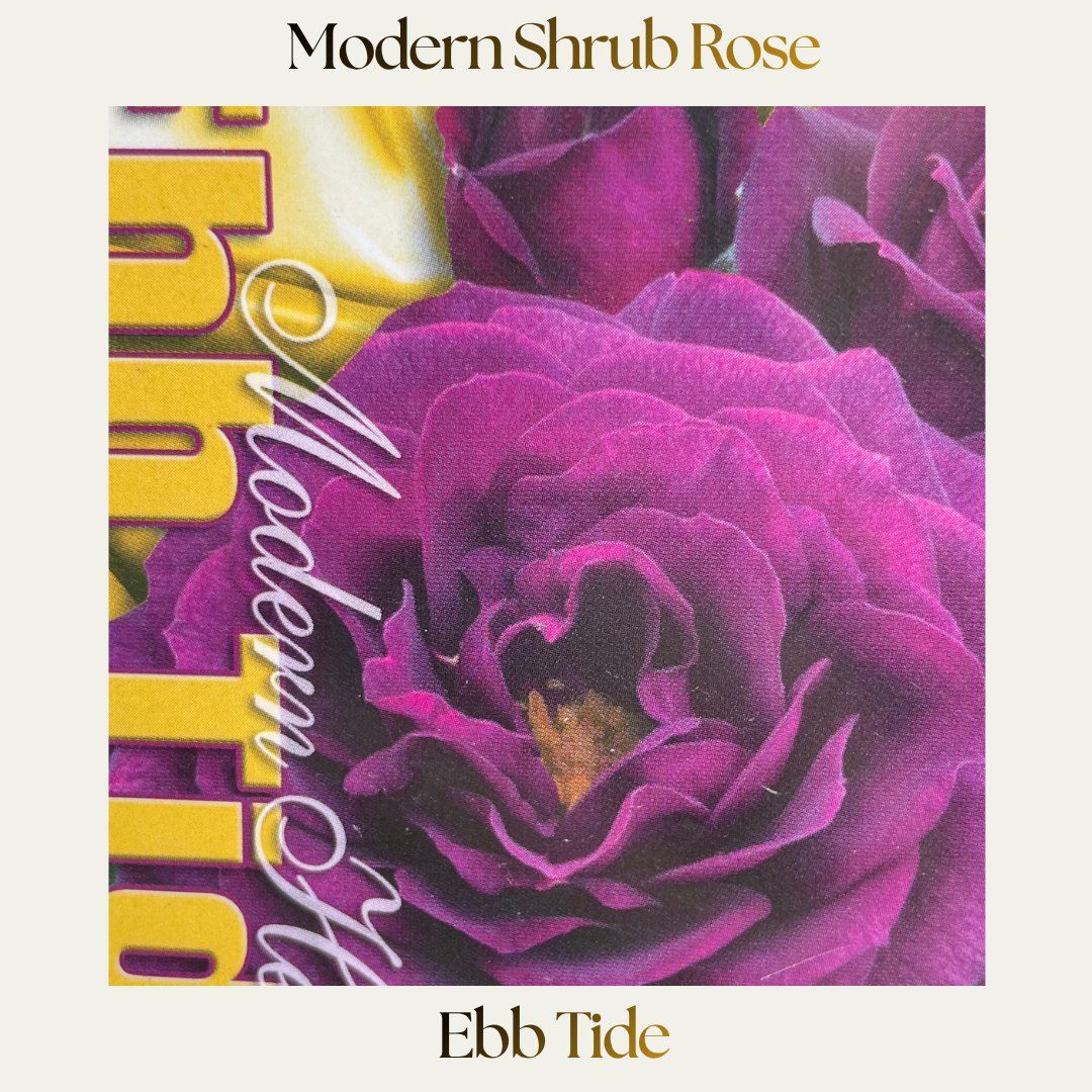 Modern Shrub — Ebb Tide